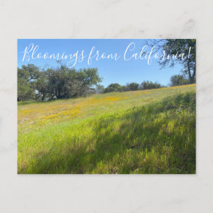 Bloomings from California! Postcard