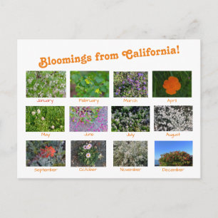 Bloomings from California! Postcard
