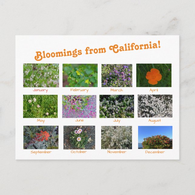 Bloomings from California! Postcard (Front)