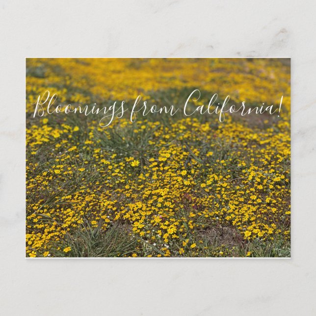 Bloomings from California! Postcard (Front)