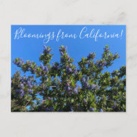 Bloomings from California: Ray Hartman Ceanothus P