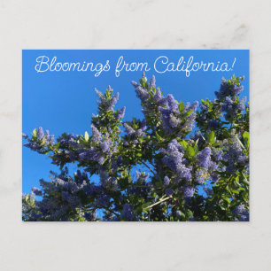 Bloomings from California: Ray Hartman Ceanothus Postcard
