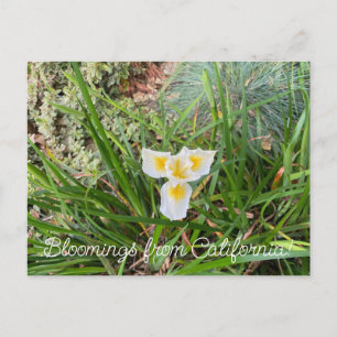 Bloomings from California: Ray Hartman Ceanothus Postcard
