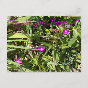 Bloomings from California!: Red Maids Postcard