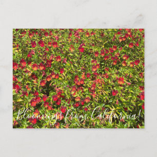Bloomings from California: Red Monkeyflowers Postcard