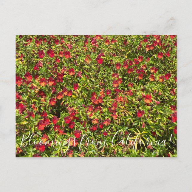 Bloomings from California: Red Monkeyflowers Postcard (Front)