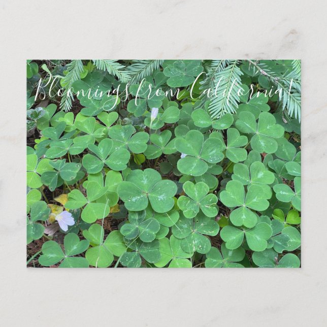 Bloomings from California: Redwood Sorrel Postcard (Front)