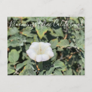 Bloomings from California: Sacred Datura Postcard