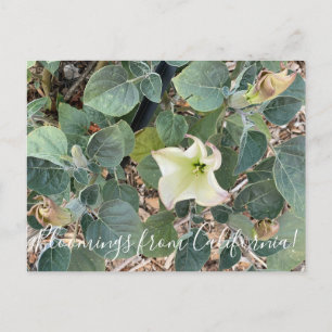 Bloomings from California: Sacred Datura  Postcard