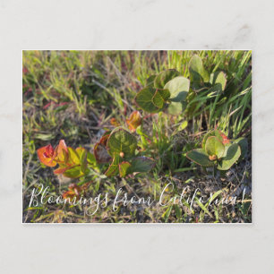 Bloomings from California!: Salal Postcard