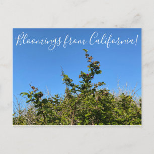 Bloomings from California: Salmon Berry Postcard