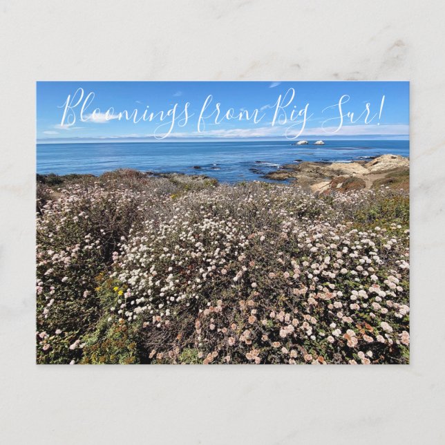 Bloomings from California: Sand Aster Postcard (Front)