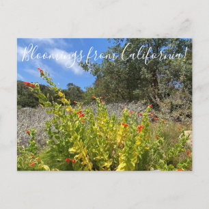 Bloomings from California: Scarlet Monkeyflower P Postcard