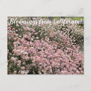 Bloomings from California: Seacliff Buckwheat Postcard
