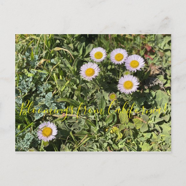 Bloomings from California: Seaside Daisy Postcard (Front)