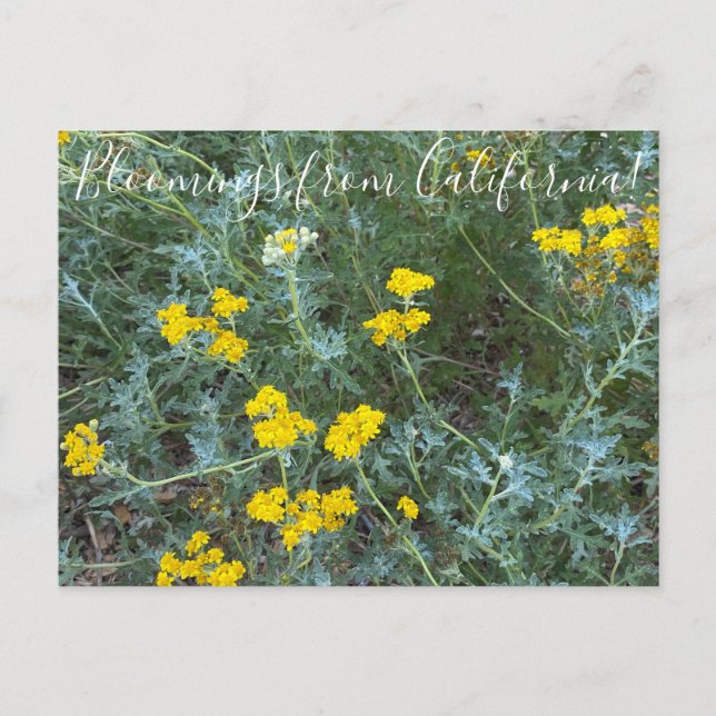 Bloomings from California: Seaside Sunflower Postcard (Front)