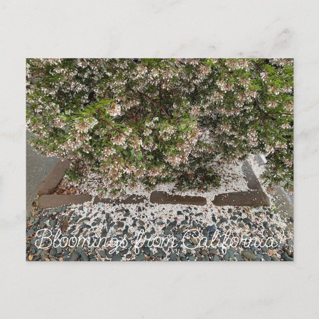 Bloomings from California: Sentinel Manzanita Postcard (Front)