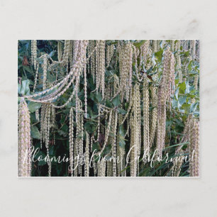 Bloomings from California: Silk Tassel Postcard