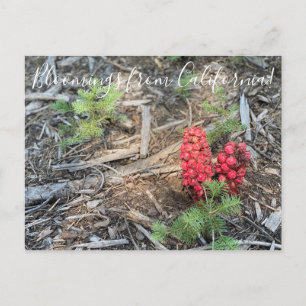 Bloomings from California: Snow Plant Postcard