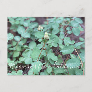 Bloomings from California: Snowberry Postcard