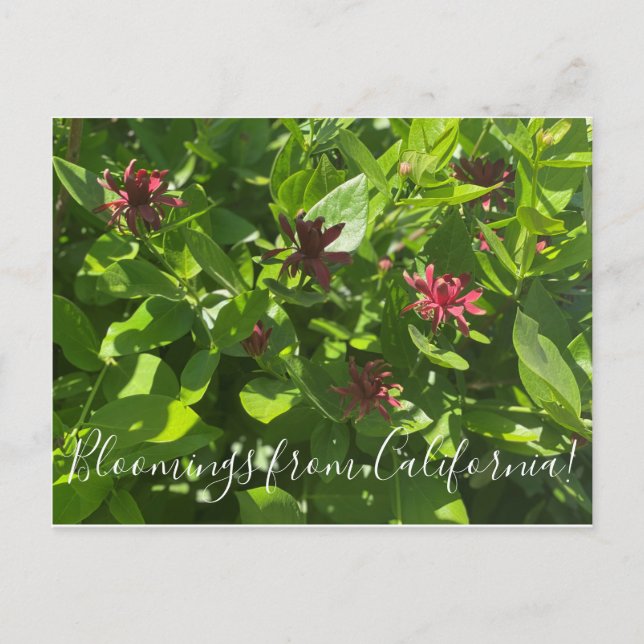 Bloomings from California: Spice Bush Postcard (Front)