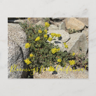 Bloomings from California: Sulphur Buckwheat Postcard