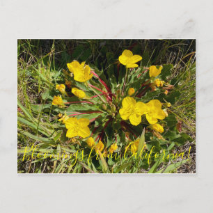 Bloomings from California: Sun Cups Postcard
