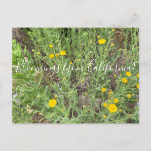 Bloomings from California: Telegraph Flowers Postcard