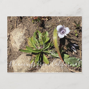 Bloomings from California: Tolmie’s Star Tulip Postcard