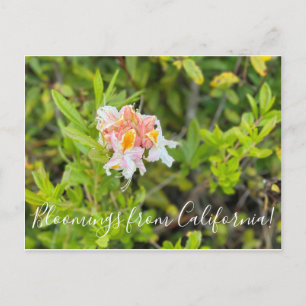 Bloomings from California: Western Azalea Postcard