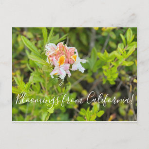 Bloomings from California: Western Azalea Postcard