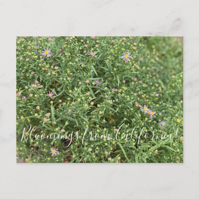 Bloomings from California: Western Mountain Aster Postcard (Front)
