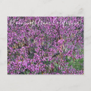 Bloomings from California: Western Redbud Postcard