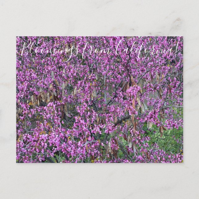 Bloomings from California: Western Redbud Postcard (Front)