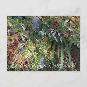 Bloomings from California: White Fuchsia Postcard