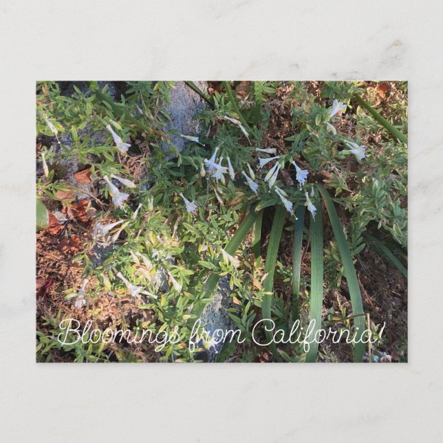 Bloomings from California: White Fuchsia Postcard (Front)