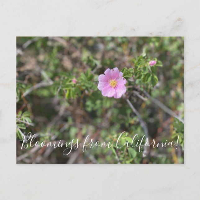 Bloomings from California: Wild Rose Postcard (Front)