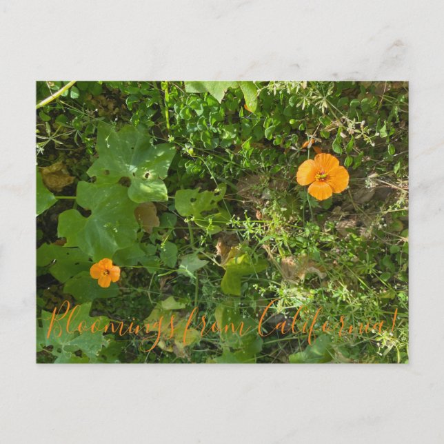 Bloomings from California: Wind Poppies Postcard (Front)