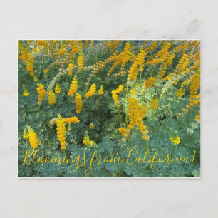 Bloomings from California: Yellow Lupines Postcard