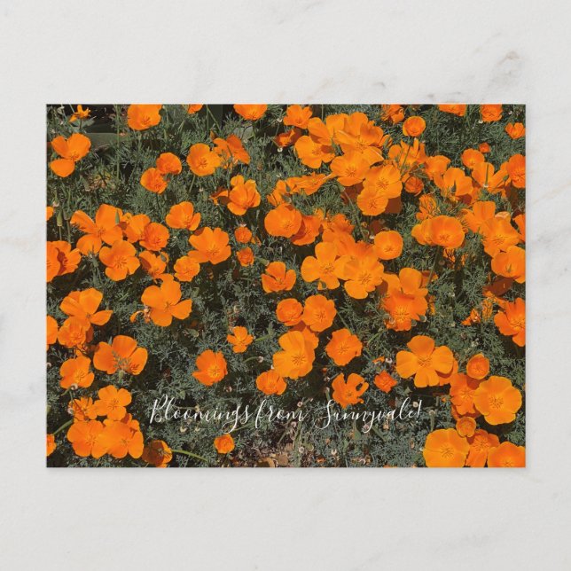 Bloomings from Sunnyvale: California Poppy Day Postcard (Front)