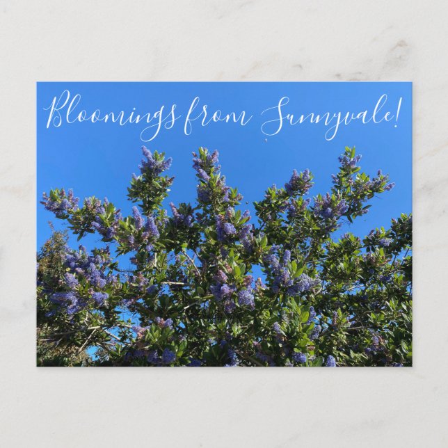 Bloomings from Sunnyvale: Ray Hartman Ceanothus Postcard (Front)