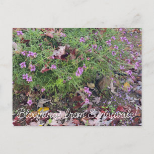 Bloomings from Sunnyvale: Verbena lilacina Postcard