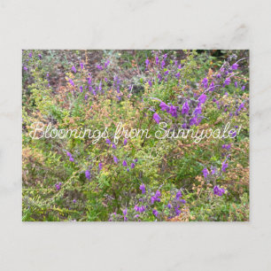 Bloomings from Sunnyvale: Woolly Bluecurls Postcard