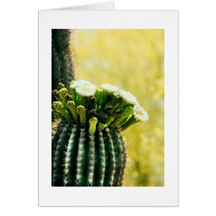 blooms of a Saguaro