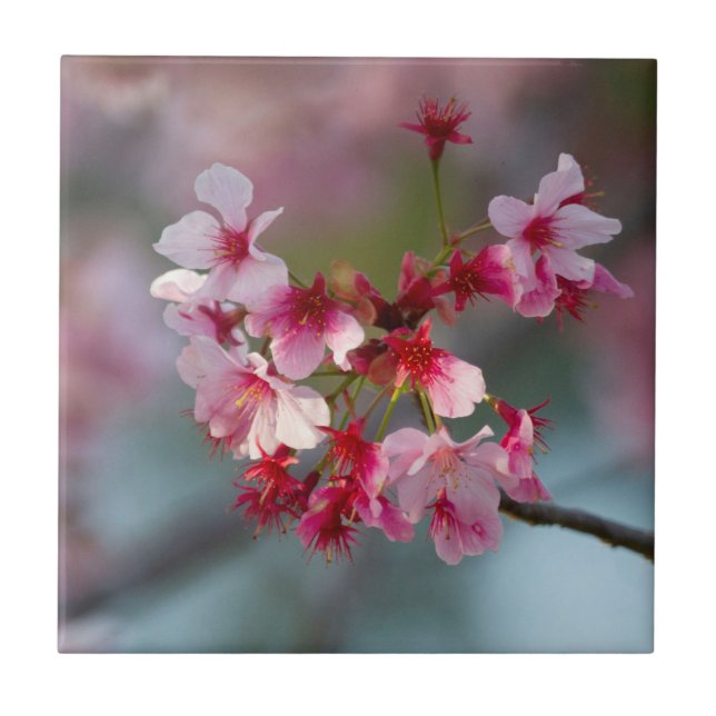 Blooms of cherry blossoms  ceramic tile (Front)