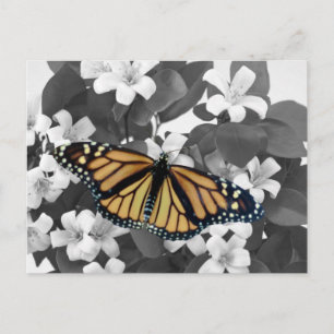 Blossom and monarch postcard