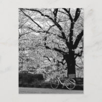 Blossom & Bicycle: Japan