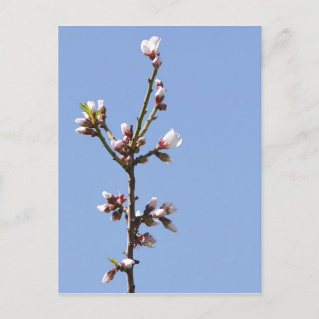 Blossom Branch Postcard (Front)