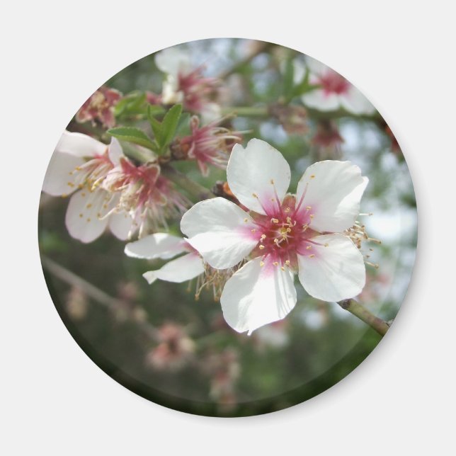 Blossom Flower Magnet (Front)
