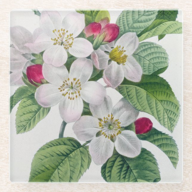 Blossom, from 'Les Choix des Plus Belles Glass Coaster (Front)